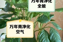 家里不能以万年青为主植物的原因（保护家人健康，了解万年青的毒性）