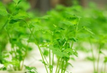水培香菜养护指南（如何让水培香菜茁壮成长？）
