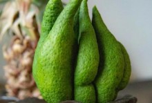 佛手养殖之技巧与经验（打造繁茂的佛手枝繁叶茂的家园）