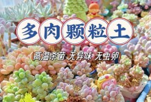 如何养护石生花多肉植物（打造石生花多肉的养护技巧及注意事项）