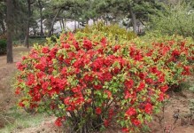 贴梗海棠修剪指南（教你轻松掌握修剪技巧，打造美丽花园）