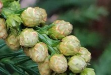 侧柏几月开花结果？开花结果时间表一览