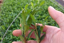水培栀子花叶子焉了的养殖技巧（掌握扦插水培栀子花叶子焉了的方法，打造美丽花园）