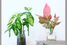 以花叶万年青移植的技巧与注意事项（打造绿意盎然的家居花园，以花叶万年青移植有妙招！）