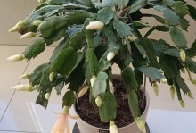 以蟹爪兰怎么能开花（蟹爪兰开花的关键技巧和护理要点）