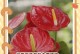 红掌花为何不红？（探究红掌花变色的原因和解决方法）