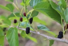 马桑树果实的毒性与注意事项（了解马桑树果实的毒性，正确食用，保障健康）