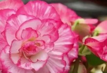 球根海棠叶子老干现象揭秘（研究球根海棠叶子老干的原因和防治方法）