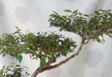 榆木根的用途与处理方法（探索榆木根的价值与实用性）