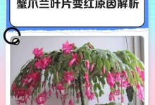蟹爪兰叶子蔫了的原因及护理方法（探寻蟹爪兰叶子蔫的原因，有效护理方法为您指引方向）