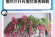 蟹爪兰叶子蔫了的原因及护理方法（探寻蟹爪兰叶子蔫的原因，有效护理方法为您指引方向）