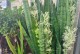 室内还是室外？虎皮兰最佳种植环境选择（如何选择最佳种植环境？虎皮兰种植需要注意什么？）