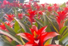 花卉鸿运当头——秋天花卉养护全攻略（打造迷人秋日花园的秘诀与技巧）
