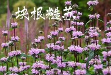 国家占地必须根据花卉补偿方案实施（保护自然，实现和谐发展）