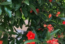 如何处理石榴花上的虫子？（害虫入侵石榴花园，如何应对？）