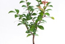 茶花叶子的养护技巧（打造健康茂盛的茶花植株）