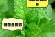 薄荷叶子软了怎么办？（教你四种方法有效回复薄荷叶子的新鲜度）