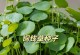 铜钱草的养殖方法及技巧（打造美丽室内绿植——铜钱草的养护指南）