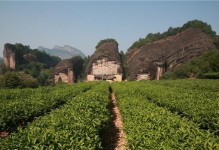 山茶树属于裸子植物吗？——解密山茶树的分类（探究山茶树的种类、特征及分类法；裸子植物的进化与现状）