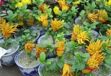 家养佛手11月开花的关键因素及培养技巧（掌握关键技巧，让家中佛手在11月绽放绚烂花朵）