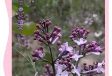 丁香花养护指南（打造美丽花园，从丁香花开始）