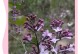 丁香花养护指南（打造美丽花园，从丁香花开始）