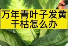 如何处理万年青花变黄的问题（解决万年青叶片黄化的方法和技巧）