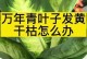 如何处理万年青花变黄的问题（解决万年青叶片黄化的方法和技巧）