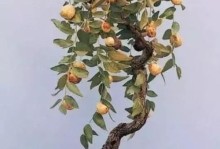 冬季枣橘盆栽养护指南（科学养殖方法，让你的枣橘盆栽在寒冷的冬季绽放生机）