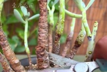 多肉植物生长技巧（多肉植物的光照管理、叶片发育与修剪技巧）