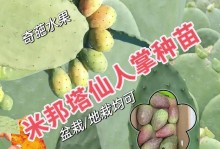 以仙人掌花种植方法（掌握仙人掌花的栽培技巧，打造独特的观赏植物）