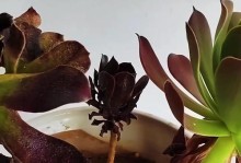 黑法师叶子变软的原因及解决方法（黑法师叶子变软，让你的实力倍增！）