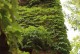 爬山虎的种植技巧与养护知识（打造绿意盎然的家居和花园，）