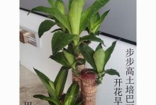 巴西木的种植与养护（探寻巴西木种植之道，让你拥有健康的绿色家园）