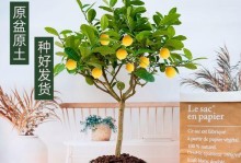 柠檬树盆栽的剪枝技巧（掌握剪枝技巧，让柠檬树健康茁壮成长）