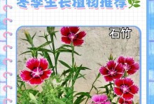 室外植物如何过冬（从保温到防寒，让室外植物安全度过寒冷冬季）