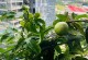 以花盆种植百香果的全面指南（培育健康的百香果植株，享受香甜果实的乐趣）