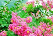 北方庭院最适合的花种（打造四季花海，让庭院生机盎然）
