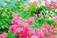 北方庭院最适合的花种（打造四季花海，让庭院生机盎然）