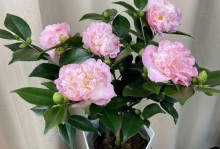 如何养好盆栽山茶花？（山茶花的养护技巧与注意事项）
