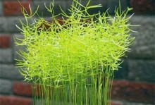 水培植物种植指南（轻松掌握水培技巧，让植物茁壮成长）