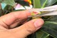 嫁接茶花的养护秘籍——打造绚丽花园（掌握嫁接技巧，培育茶花盛放的秘密花园）