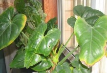 红掌花叶变黄的原因与处理方法（红掌花叶变黄的养护技巧）