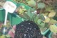 从月季花苗到根系长成的全过程（经过半年的精心养护，月季终于拥有了健壮的根系！）