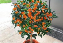 花期长的木本花卉推荐（探究长花期花卉的种类和养护技巧）
