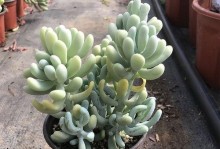 美人多肉之区分与养护（掌握关键特征，打造独特景观）