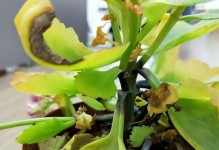 长寿花花叶发黄的原因与处理方法（长寿花花叶发黄，如何解决？）