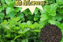 如何种植薄荷种子（从选种到收割，轻松打造属于你自己的薄荷花园）