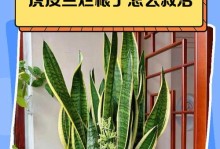 虎皮兰心干了怎么办？（室内植物养护的秘诀和技巧）