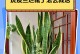 虎皮兰心干了怎么办？（室内植物养护的秘诀和技巧）